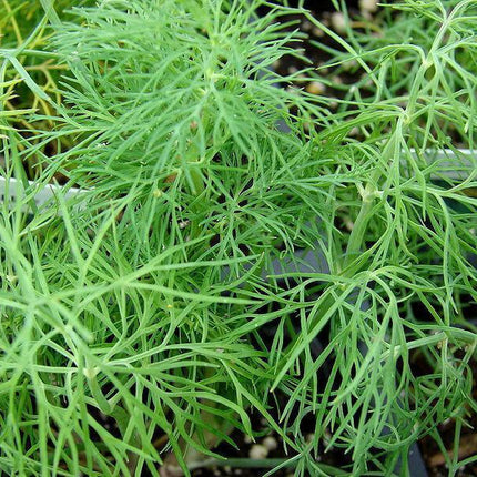 50 Bouquet Dill Seeds | NON-GMO | Heirloom - Seed World