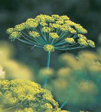 50 Bouquet Dill Seeds | NON-GMO | Heirloom - Seed World