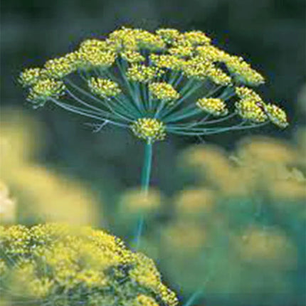 50 Bouquet Dill Seeds | NON-GMO | Heirloom - Seed World