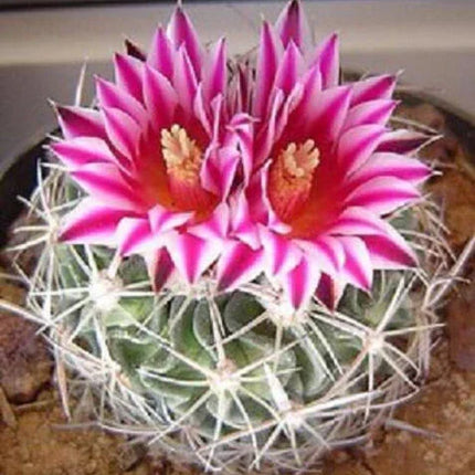 50 Brain Cactus - Stenocactus Variety Mix Seeds - Seed World