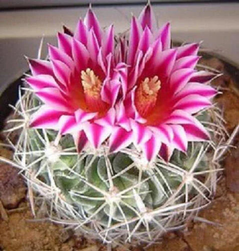 50 Brain Cactus - Stenocactus Variety Mix Seeds - Seed World