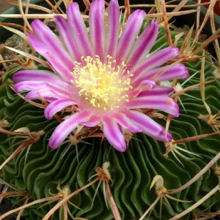 50 Brain Cactus - Stenocactus Variety Mix Seeds - Seed World
