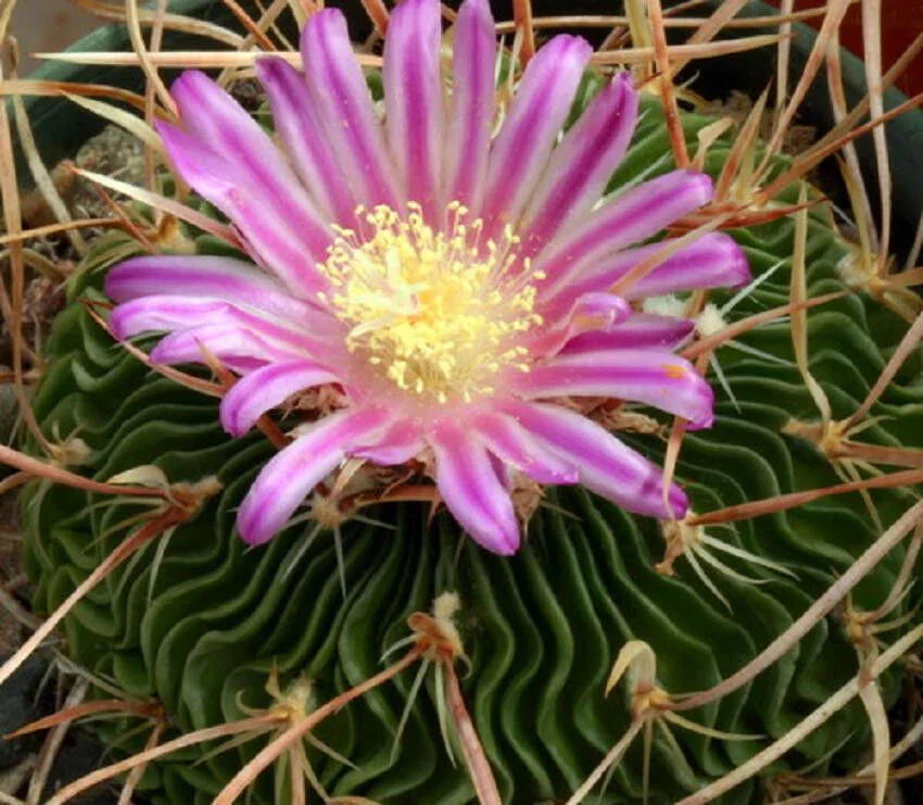 50 Brain Cactus - Stenocactus Variety Mix Seeds - Seed World
