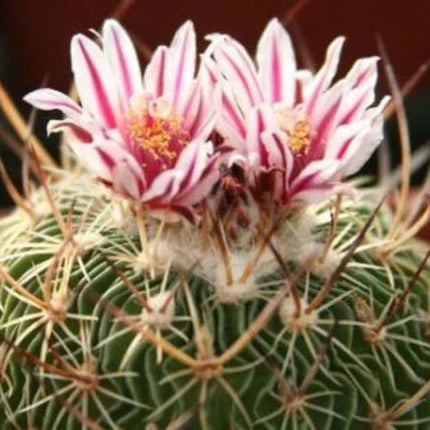 50 Brain Cactus - Stenocactus Variety Mix Seeds - Seed World