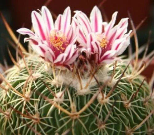 50 Brain Cactus - Stenocactus Variety Mix Seeds - Seed World