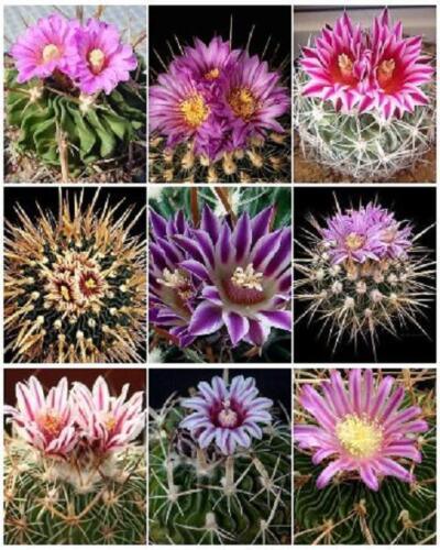 50 Brain Cactus - Stenocactus Variety Mix Seeds - Seed World
