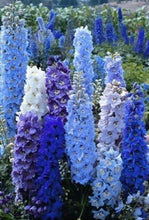 50 Bright Blue Delphinium Mix Seeds - Seed World