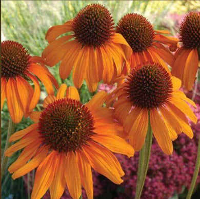 50 Bright Orange Coneflower Seeds - Seed World