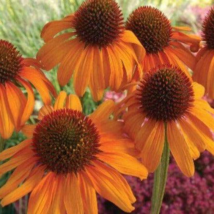 50 Bright Orange Coneflower Seeds - Seed World