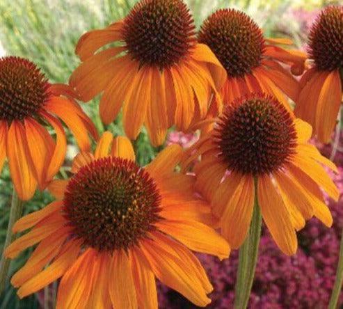 50 Bright Orange Coneflower Seeds - Seed World