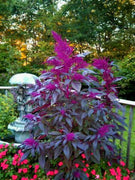 50 Bright Purple Amaranth Mix Seeds - Seed World