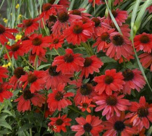 50 Bright Red Coneflower Seeds - Seed World