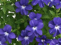 50 Browalia - Americana Seeds - Seed World