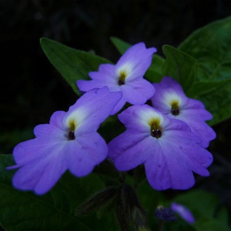 50 Browalia - Americana Seeds - Seed World