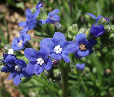 50 Bugloss (Anchusa Capensis Blue Angel) Seeds - Seed World