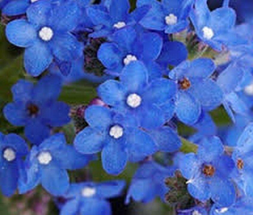 50 Bugloss (Anchusa Capensis Blue Angel) Seeds - Seed World