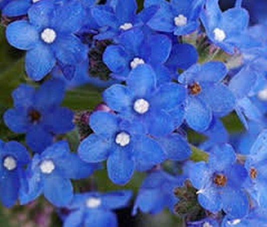 50 Bugloss (Anchusa Capensis Blue Angel) Seeds - Seed World