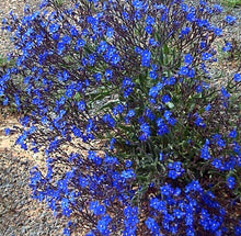 50 Bugloss (Anchusa Capensis Blue Angel) Seeds - Seed World