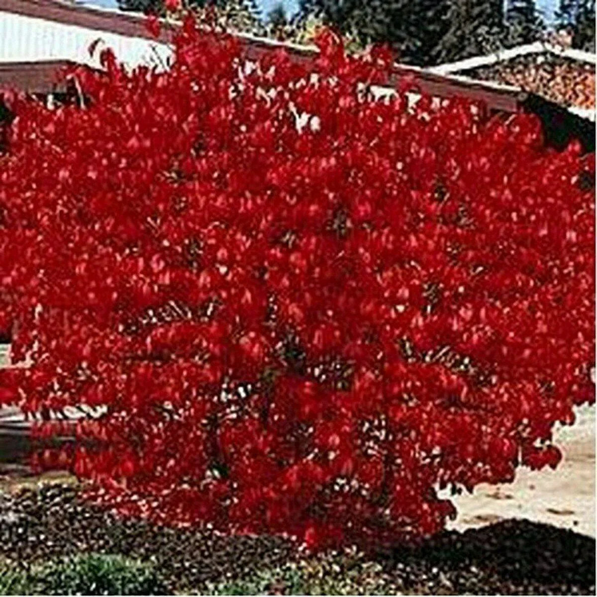 50 Burning Bush - Kochia Trichophylla Seeds - Seed World