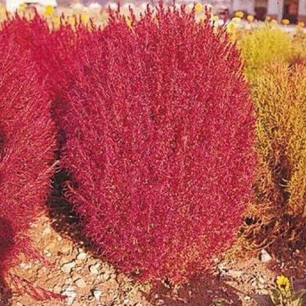50 Burning Bush - Kochia Trichophylla Seeds - Seed World