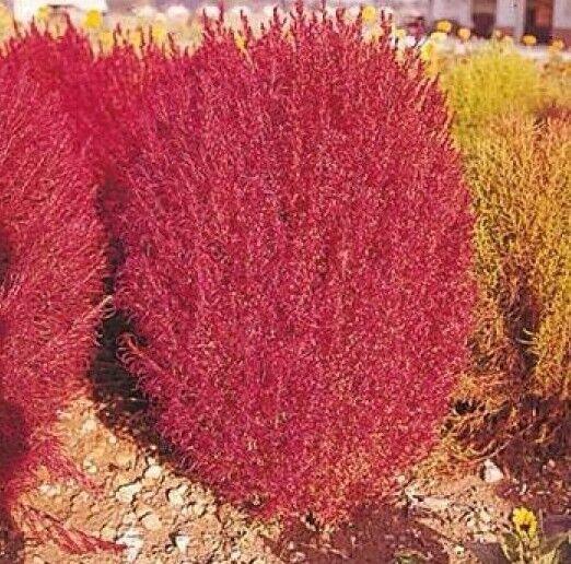 50 Burning Bush - Kochia Trichophylla Seeds - Seed World