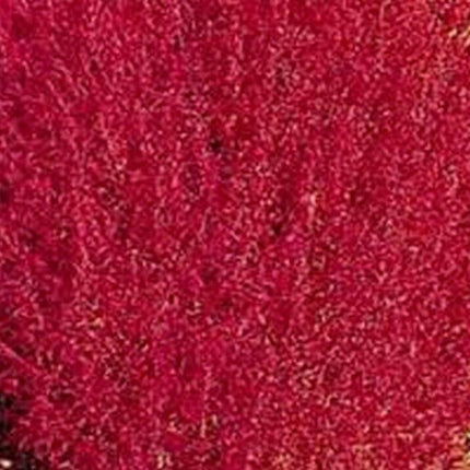 50 Burning Bush - Kochia Trichophylla Seeds - Seed World