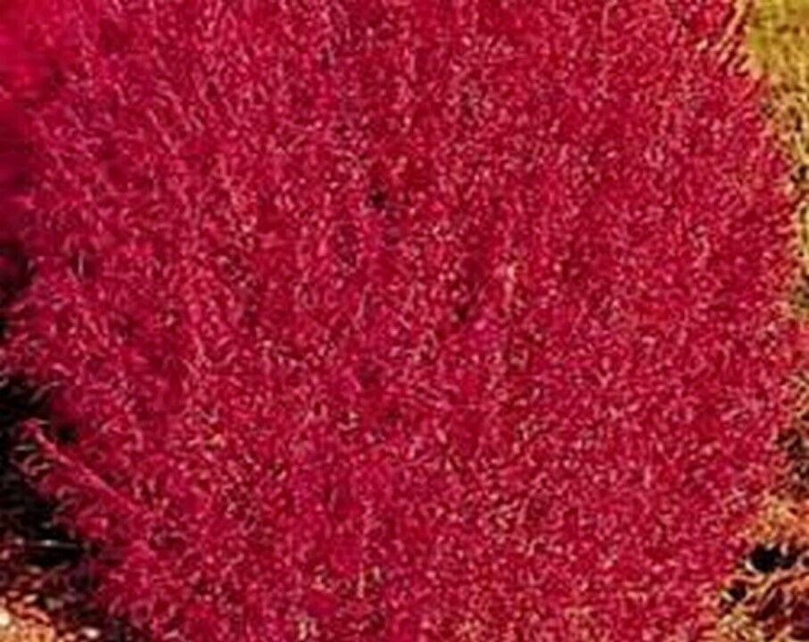 50 Burning Bush - Kochia Trichophylla Seeds - Seed World