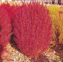 50 Burning Bush | Kochia Trichophylla Seeds - Seed World