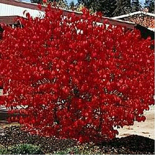 50 Burning Bush | Kochia Trichophylla Seeds - Seed World
