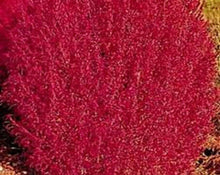 50 Burning Bush | Kochia Trichophylla Seeds - Seed World