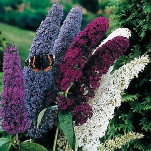 50 Butterfly Bush Seeds - Mix - Seed World