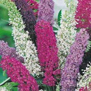 50 Butterfly Bush Seeds - Mix - Seed World