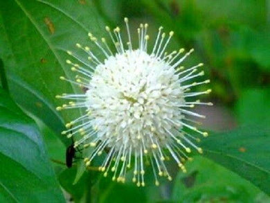 50 Buttonbush Shrub - Honeyball Seeds - Seed World