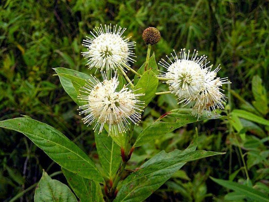 50 Buttonbush Shrub - Honeyball Seeds - Seed World