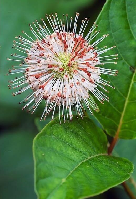 50 Buttonbush Shrub - Honeyball Seeds - Seed World