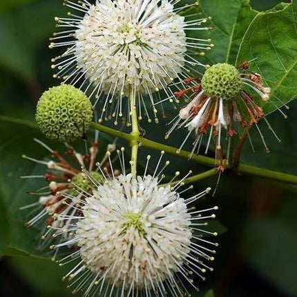 50 Buttonbush Shrub - Honeyball Seeds - Seed World
