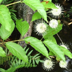 50 Buttonbush Shrub - Honeyball Seeds - Seed World