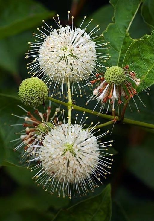 50 Buttonbush Shrub - Honeyball Seeds - Seed World