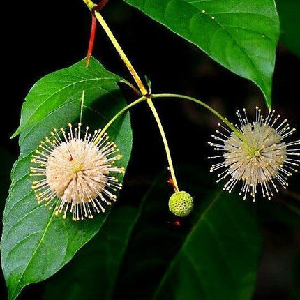 50 Buttonbush Shrub - Honeyball Seeds - Seed World