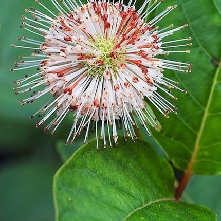 50 Buttonbush Shrub - Honeyball Seeds - Seed World