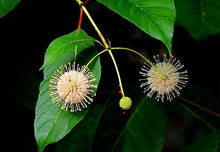 50 Buttonbush Shrub - Honeyball Seeds - Seed World