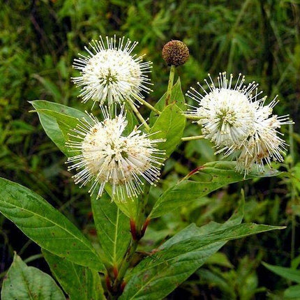 50 Buttonbush Shrub - Honeyball Seeds - Seed World