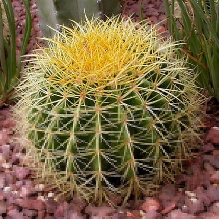 50 Cactus Mix Seeds – Hardy Exotic Succulents (Non-GMO) - Seed World