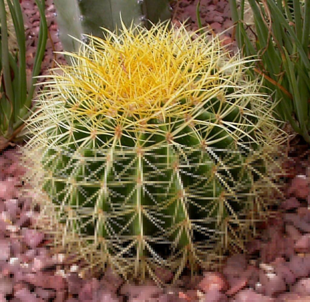 50 Cactus Mix Seeds – Hardy Exotic Succulents (Non-GMO) - Seed World