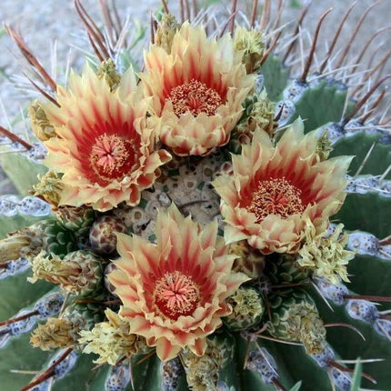 50 Cactus Mix Seeds – Hardy Exotic Succulents (Non-GMO) - Seed World