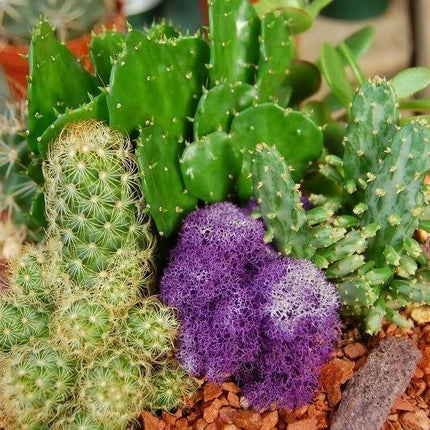 50 Cactus Mix Seeds – Hardy Exotic Succulents (Non-GMO) - Seed World