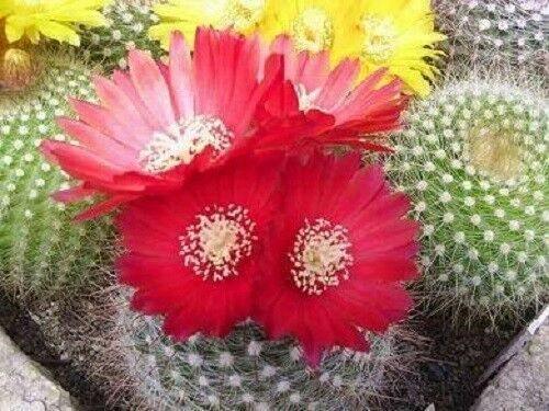 50 Cactus Mix Seeds – Hardy Exotic Succulents (Non-GMO) - Seed World