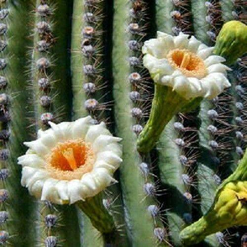 50 Cactus Mix Seeds – Hardy Exotic Succulents (Non-GMO) - Seed World