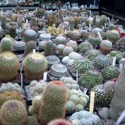 50 Cactus Mix Seeds – Hardy Exotic Succulents (Non-GMO) - Seed World