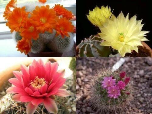 50 Cactus Mix Seeds – Hardy Exotic Succulents (Non-GMO) - Seed World